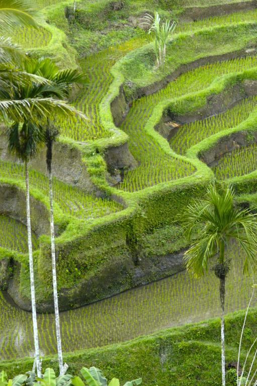 Alami Villa Ubud  Exterior photo